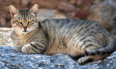 gatto torturato con un laccio