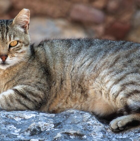 gatto torturato con un laccio
