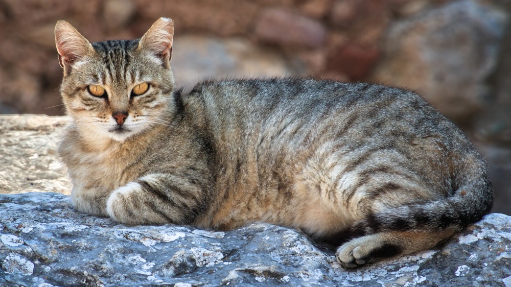 gatto torturato con un laccio