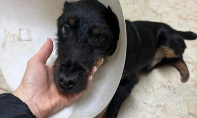 Raccolta fondi per ridare a Thomas le zampe per camminare