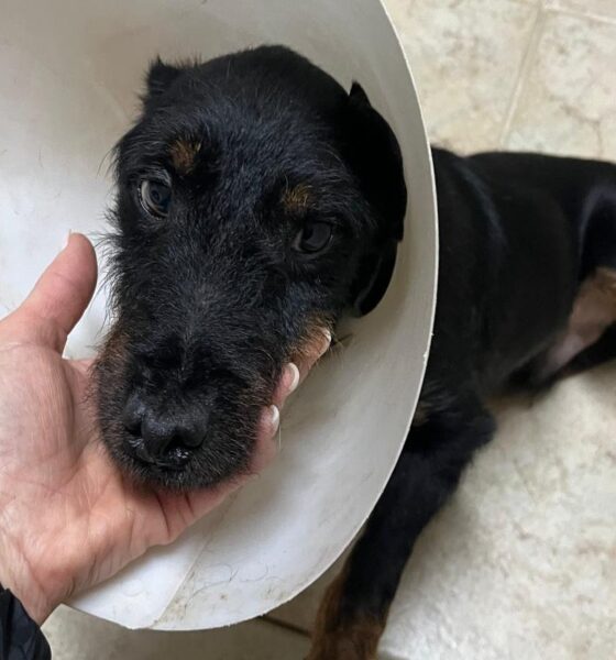 Raccolta fondi per ridare a Thomas le zampe per camminare