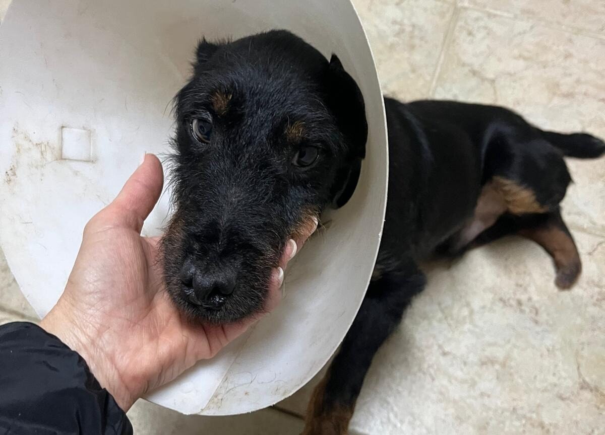 Raccolta fondi per ridare a Thomas le zampe per camminare