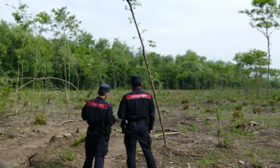 Abbatte mezzo bosco per fare l’orto: scatta la multa da 28mila euro