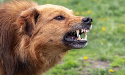 uomo di mongrando aggredito da un cane