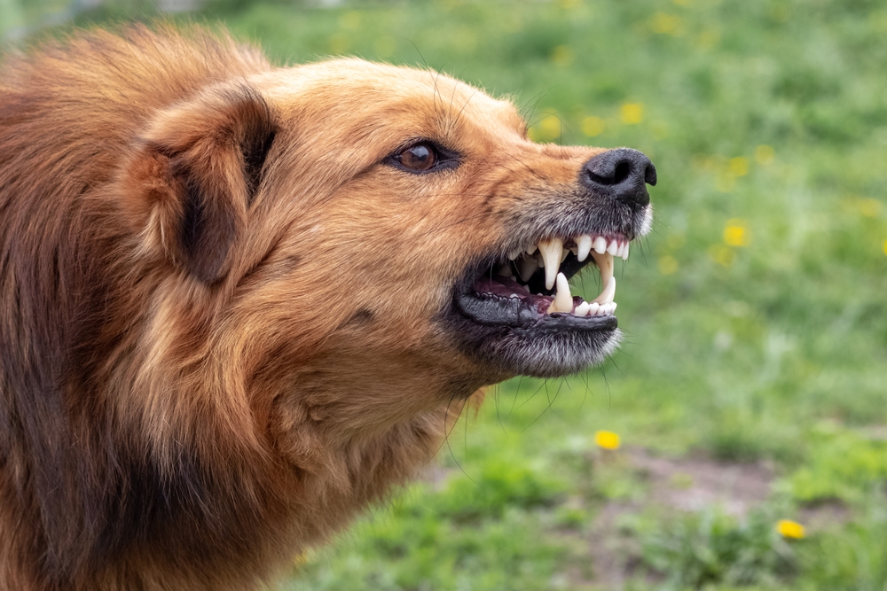 uomo di mongrando aggredito da un cane