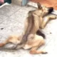 Cane legato al termosifone e lasciato senza cure