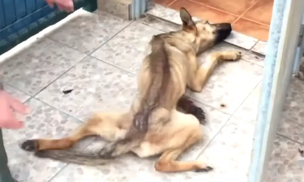 Cane legato al termosifone e lasciato senza cure