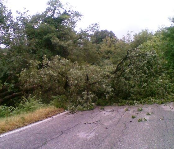 cadono piante sulla strada