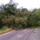 cadono piante sulla strada