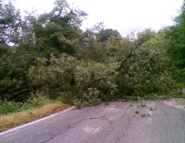 cadono piante sulla strada