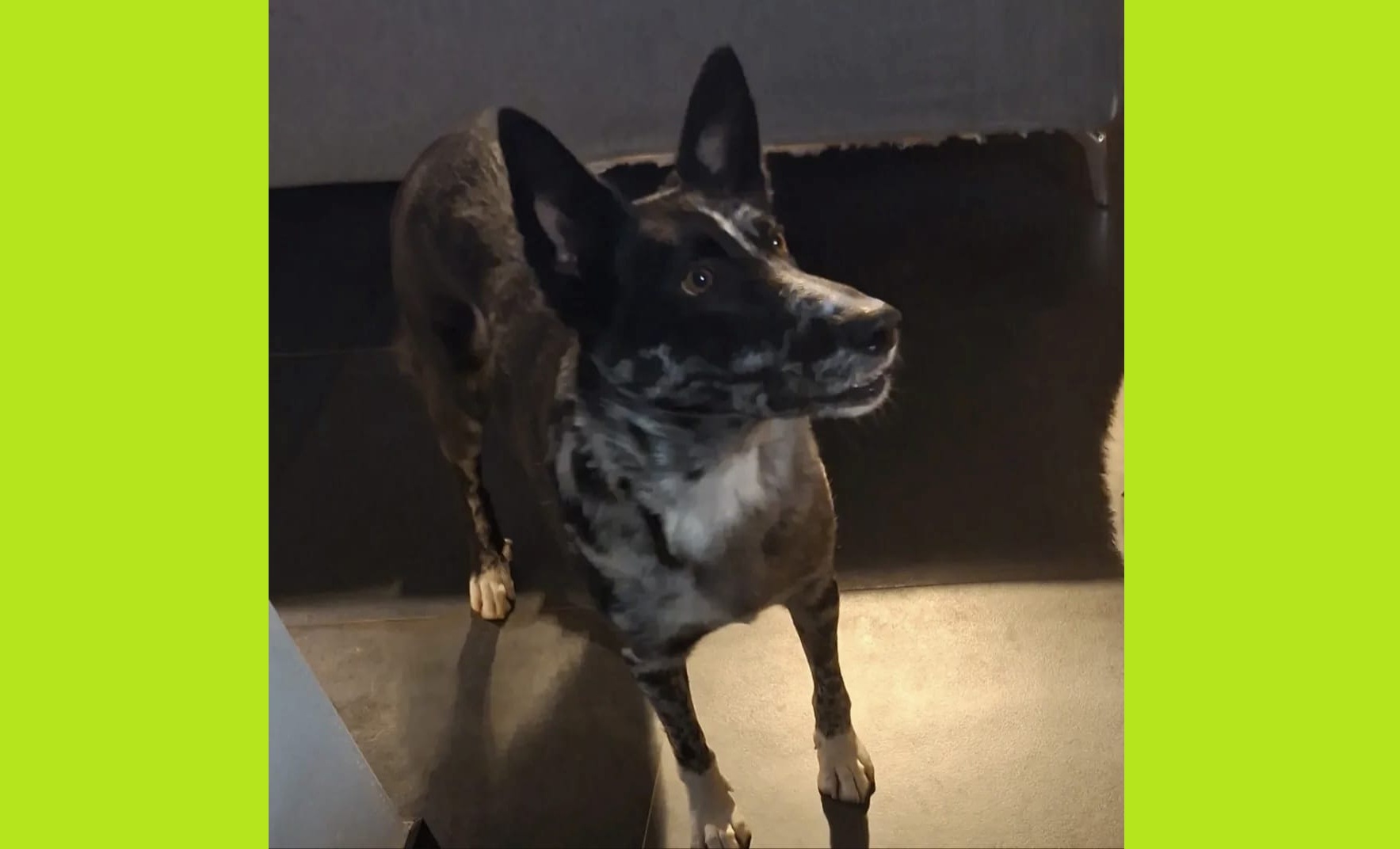 cane smarrito