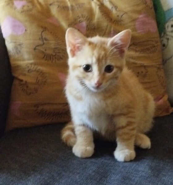 auguri a tutti i gatti