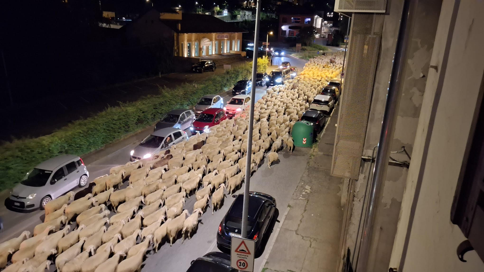 Tanto ensusiasmo per le pecore in via Milano - GUARDA IL VIDEO