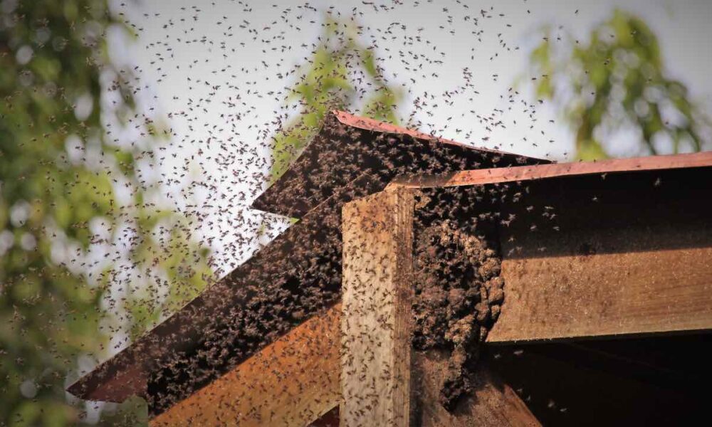 Attaccato dalle vespe rischia di morire