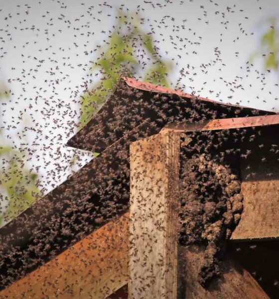 Attaccato dalle vespe rischia di morire