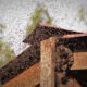 Attaccato dalle vespe rischia di morire