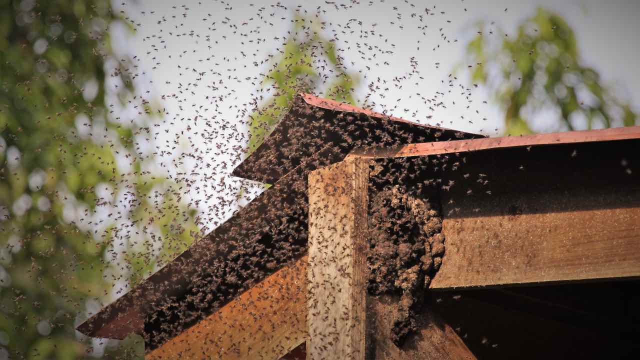 Attaccato dalle vespe rischia di morire