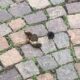 mai visti proprietari di cani così incivili