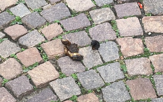 mai visti proprietari di cani così incivili