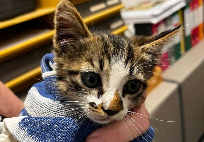 Gattino lanciato dal finestrino di una macchina in corsa, salvato da un automobilista