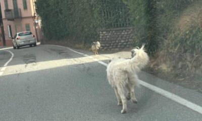 cani strada