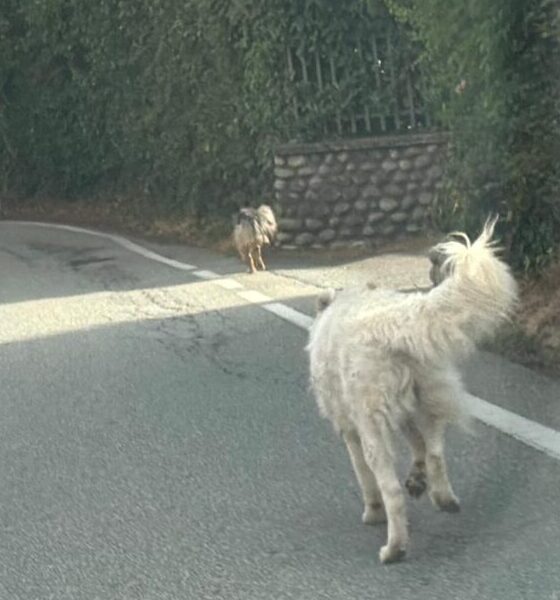 cani strada