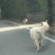 cani strada