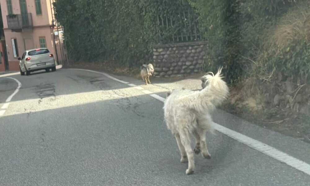 cani strada