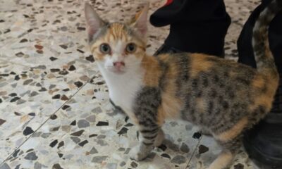 gattina