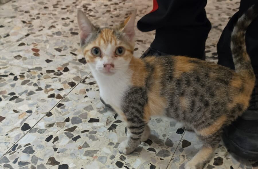 gattina
