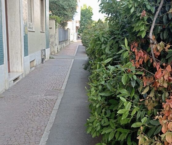 aiuole viale macallè