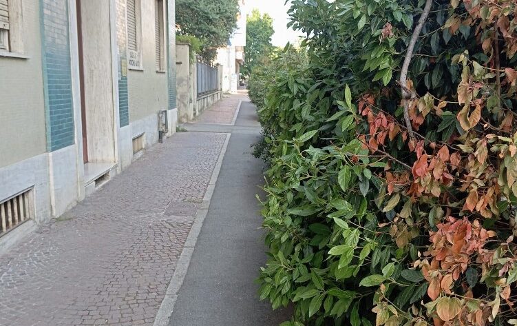 aiuole viale macallè