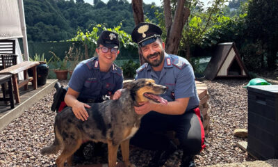 Cane in fuga lungo la strada, i carabinieri lo salvano 