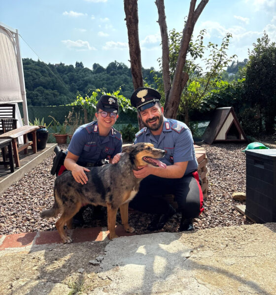 Cane in fuga lungo la strada, i carabinieri lo salvano 
