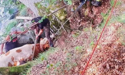 Mucca e asino intrappolati in una gola: spettacolare recupero