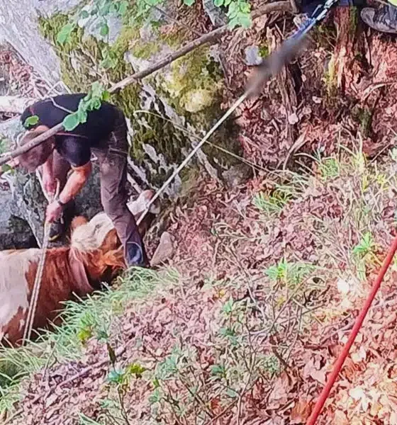 Mucca e asino intrappolati in una gola: spettacolare recupero