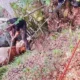 Mucca e asino intrappolati in una gola: spettacolare recupero
