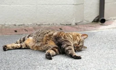 Gattino lanciato da un’auto in corsa, muore pochi minuti dopo