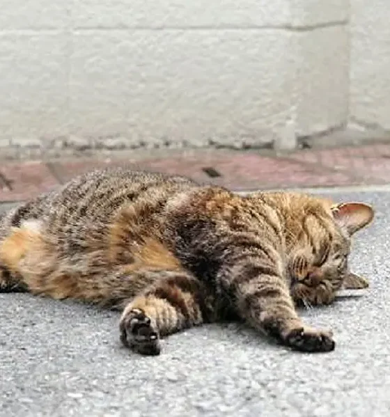 Gattino lanciato da un’auto in corsa, muore pochi minuti dopo
