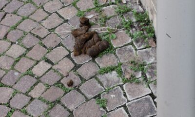 non è possibile dover camminare evitando gli escrementi