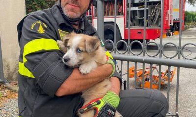 Cagnolina di tre mesi salvata dai vigili del fuoco