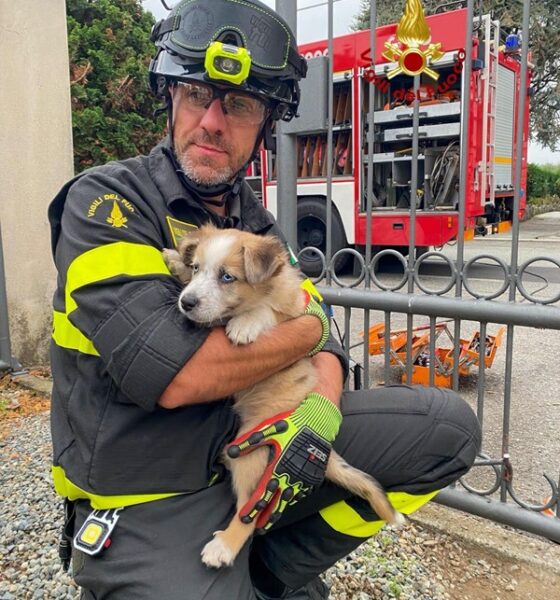 Cagnolina di tre mesi salvata dai vigili del fuoco