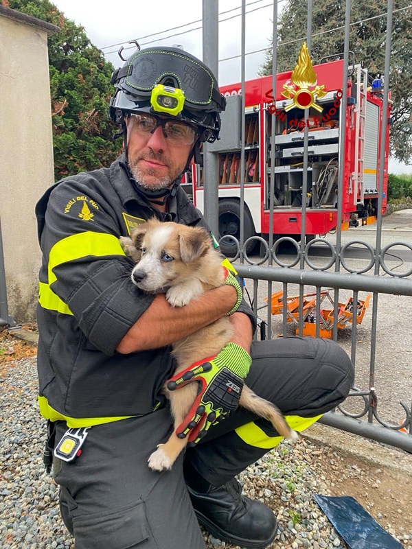 Cagnolina di tre mesi salvata dai vigili del fuoco