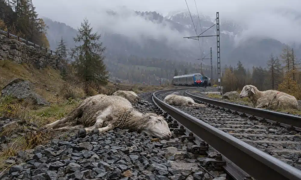 Pastore travolto dal treno mentre cerca di salvare le pecore sui binari