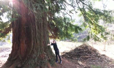 a chiavazza una sequoia