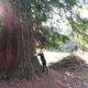 a chiavazza una sequoia