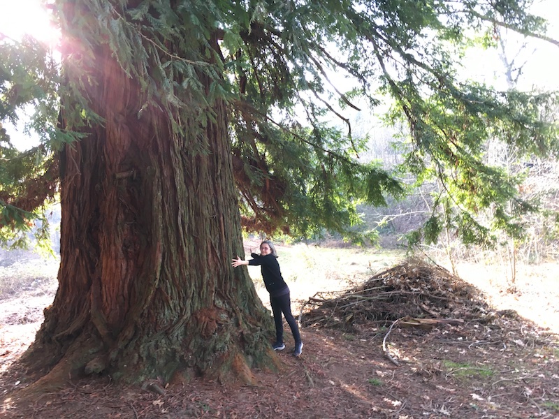 a chiavazza una sequoia